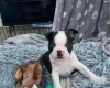 Boston Terrier