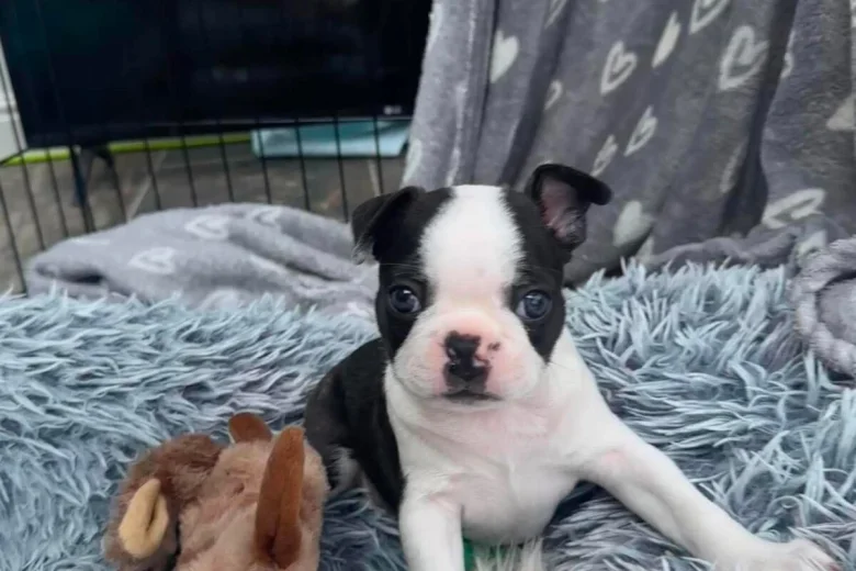 Boston Terrier