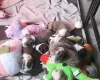 Boston Terrier
