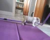 Boston Terrier