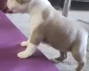 Boston Terrier