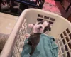 Boston Terrier