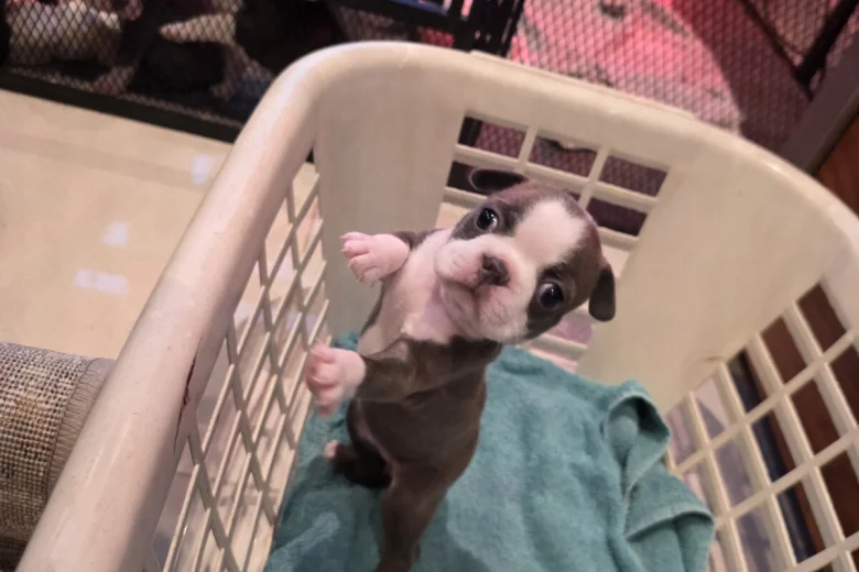 Boston Terrier