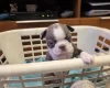Boston Terrier