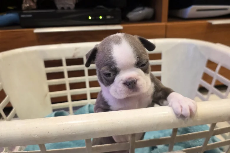 Boston Terrier