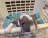 Boston Terrier