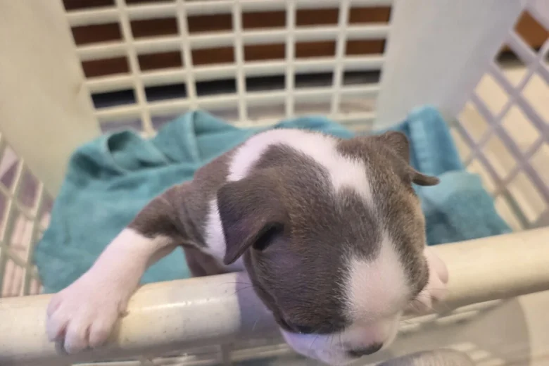 Boston Terrier