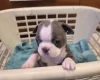 Boston Terrier