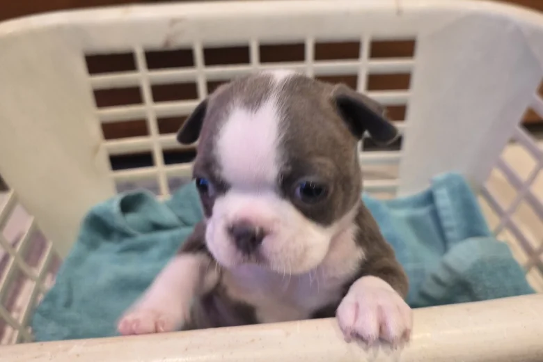 Boston Terrier