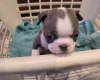 Boston Terrier