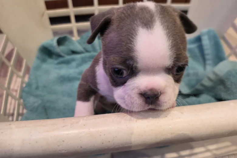 Boston Terrier