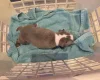 Boston Terrier