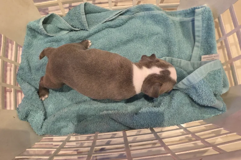 Boston Terrier