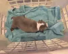Boston Terrier