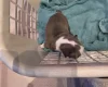Boston Terrier