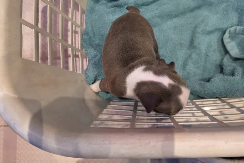 Boston Terrier