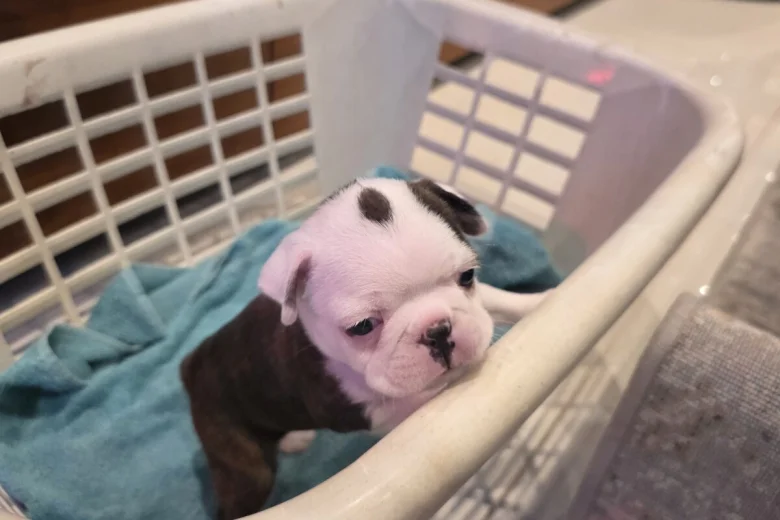 Boston Terrier