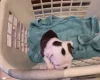Boston Terrier