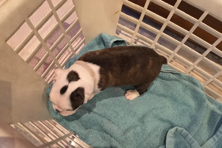 Boston Terrier