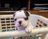 Boston Terrier