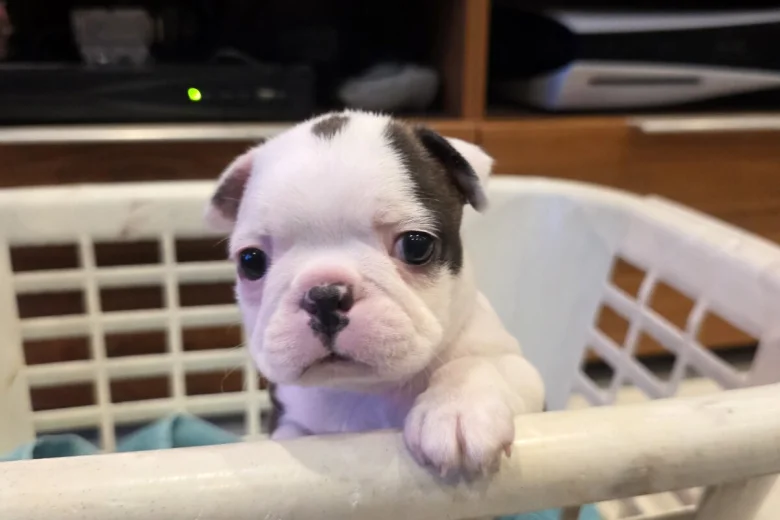 Boston Terrier