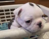 Boston Terrier