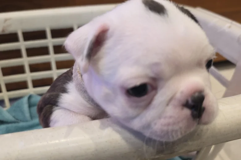Boston Terrier