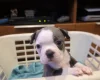 Boston Terrier