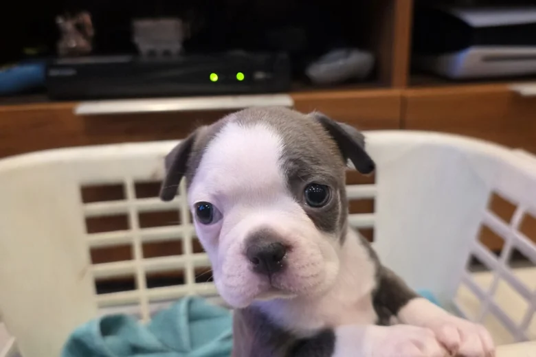 Boston Terrier