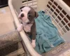 Boston Terrier