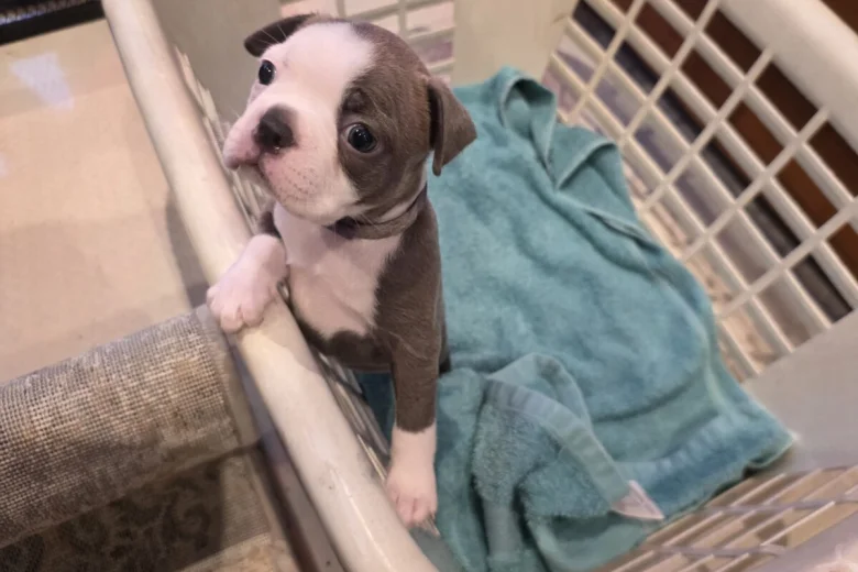 Boston Terrier