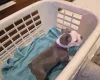 Boston Terrier