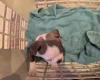Boston Terrier