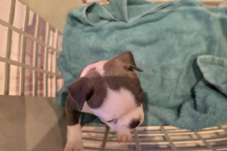 Boston Terrier