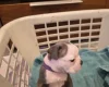 Boston Terrier