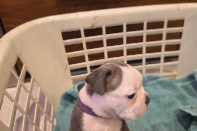 Boston Terrier
