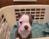 Boston Terrier
