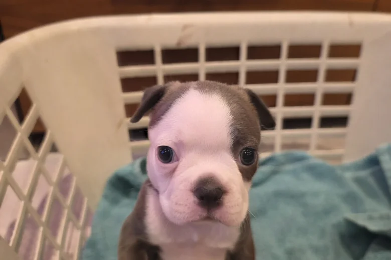 Boston Terrier