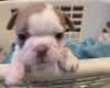 Boston Terrier