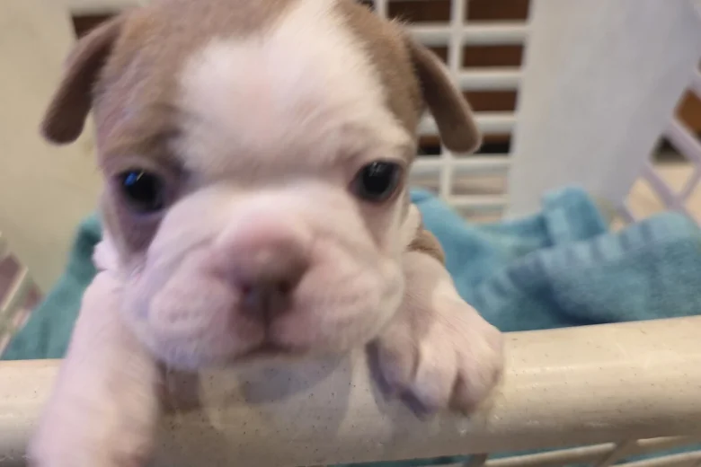 Boston Terrier