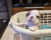Boston Terrier