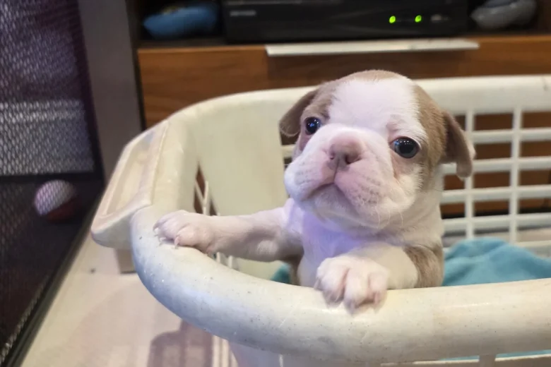 Boston Terrier