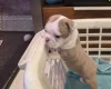 Boston Terrier