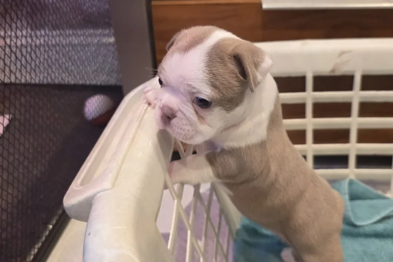 Boston Terrier