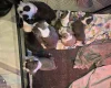 Boston Terrier
