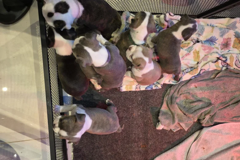 Boston Terrier