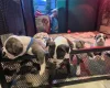 Boston Terrier