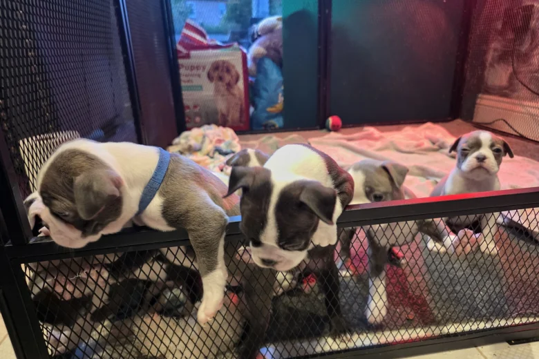 Boston Terrier
