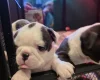 Boston Terrier