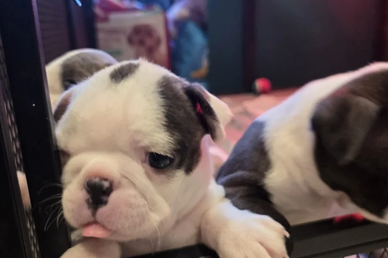 Boston Terrier